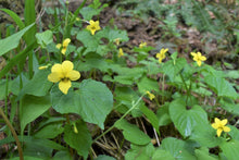 Cargar imagen en el visor de la galería, Yellow flowers and green foliage of Streambank Violet (Viola glabella). One of 100+ species of Pacific Northwest native plants available at Sparrowhawk Native Plants, Native Plant Nursery in Portland, Oregon.