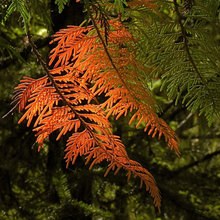 Load image into Gallery viewer, Close-up of the needles of Oregon's native Western Red Cedar tree (Thuja plicata). One of 100+ species of Pacific Northwest native plants available at Sparrowhawk Native Plants, Native Plant Nursery in Portland, Oregon.