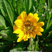 Load image into Gallery viewer, Wyethia angustifolia (Mule's Ear)