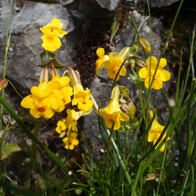 Load image into Gallery viewer, Close-up of the flowers of yellow monkeyflower (Erythranthe guttata, formerly/aka Mimulus guttatus). One of approx 200 species of Pacific Northwest native plants available at Sparrowhawk Native Plants, Native Plant Nursery in Portland, Oregon.