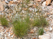 Load image into Gallery viewer, Attractive clumps of Roamer's Fescue (Festuca idahoensis ssp roemeri). One of 150+ species of Pacific Northwest native plants available at Sparrowhawk Native Plants, Native Plant Nursery in Portland, Oregon.