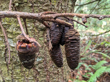 Load image into Gallery viewer, Close up of the cones of grand fir (Abies grandis). One of approximately 200 species of Pacific Northwest native plants available at Sparrowhawk Native Plants, native plant nursery in Portland, Oregon