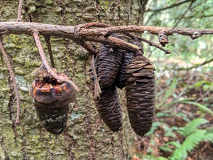 Close up of the cones of grand fir (Abies grandis). One of approximately 200 species of Pacific Northwest native plants available at Sparrowhawk Native Plants, native plant nursery in Portland, Oregon