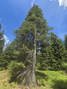 Mature form of grand fir (Abies grandis). One of approximately 200 species of Pacific Northwest native plants available at Sparrowhawk Native Plants, native plant nursery in Portland, Oregon