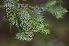 Load image into Gallery viewer, Close up of the flat, evergreen needles of grand fir (Abies grandis). One of approximately 200 species of Pacific Northwest native plants available at Sparrowhawk Native Plants, native plant nursery in Portland, Oregon