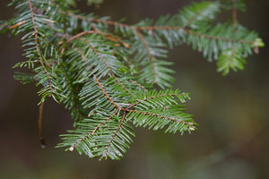 Close up of the flat, evergreen needles of grand fir (Abies grandis). One of approximately 200 species of Pacific Northwest native plants available at Sparrowhawk Native Plants, native plant nursery in Portland, Oregon