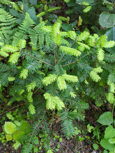 Load image into Gallery viewer, Bright green new growth on the branch tips of a young grand fir tree (Abies grandis). One of approximately 200 species of Pacific Northwest native plants available at Sparrowhawk Native Plants, native plant nursery in Portland, Oregon