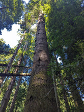 Load image into Gallery viewer, An upward-looking shot of a grand fir tree trunk (Abies grandis). One of approximately 200 species of Pacific Northwest native plants available at Sparrowhawk Native Plants, native plant nursery in Portland, Oregon