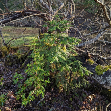 A young, immature grand fir tree (Abies grandis). One of approximately 200 species of Pacific Northwest native plants available at Sparrowhawk Native Plants, native plant nursery in Portland, Oregon