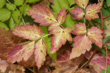 Load image into Gallery viewer, Close-up of fall color leaves of western red baneberry (Actaea rubra). One of 100+ species of Pacific Northwest native plants available at Sparrowhawk Native Plants, Native Plant Nursery in Portland, Oregon.