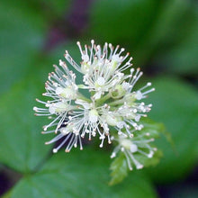 Load image into Gallery viewer, Close-up of the bottlebrush-shaped white flower of western red baneberry (Actaea rubra) in spring. One of 100+ species of Pacific Northwest native plants available at Sparrowhawk Native Plants, Native Plant Nursery in Portland, Oregon.