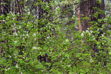 Load image into Gallery viewer, Close-up of flower-laden branches of Western Serviceberry (Amelanchier alnifolia) in a Ponderosa forest.  One of 100+ species of Pacific Northwest native plants available at Sparrowhawk Native Plants, Native Plant Nursery in Portland, Oregon.
