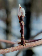 Load image into Gallery viewer, Close-up of the bud of Western Serviceberry (Amelanchier alnifolia). One of approximately 200 species of Pacific Northwest native plants available at Sparrowhawk Native Plants, Native Plant Nursery in Portland, Oregon.