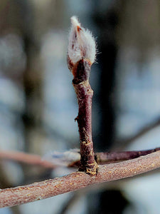 Close-up of the bud of Western Serviceberry (Amelanchier alnifolia). One of approximately 200 species of Pacific Northwest native plants available at Sparrowhawk Native Plants, Native Plant Nursery in Portland, Oregon.