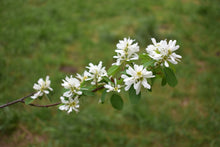 Load image into Gallery viewer, Close-up bright white flowers of Oregon&#39;s native Western Serviceberry (Amelanchier alnifolia). One of 100+ species of Pacific Northwest native plants available at Sparrowhawk Native Plants, Native Plant Nursery in Portland, Oregon.