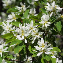 Load image into Gallery viewer, Bright white flowers of Western Serviceberry (Amelanchier alnifolia). One of approximately 200 species of Pacific Northwest native plants available at Sparrowhawk Native Plants, Native Plant Nursery in Portland, Oregon.