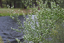Load image into Gallery viewer, Close-up of branches of Western Serviceberry shrub (Amelanchier alnifolia), laden with bright white spring flowers, along an Oregon river. One of 100+ species of Pacific Northwest native plants available at Sparrowhawk Native Plants, Native Plant Nursery in Portland, Oregon.