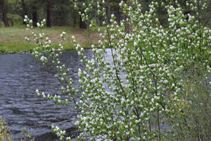 Close-up of branches of Western Serviceberry shrub (Amelanchier alnifolia), laden with bright white spring flowers, along an Oregon river. One of 100+ species of Pacific Northwest native plants available at Sparrowhawk Native Plants, Native Plant Nursery in Portland, Oregon.