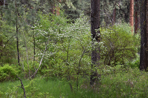 Full growth habit of a white-flowering Western Serviceberry shrub (Amelanchier alnifolia) in a Ponderosa forest. One of 100+ species of Pacific Northwest native plants available at Sparrowhawk Native Plants, Native Plant Nursery in Portland, Oregon.