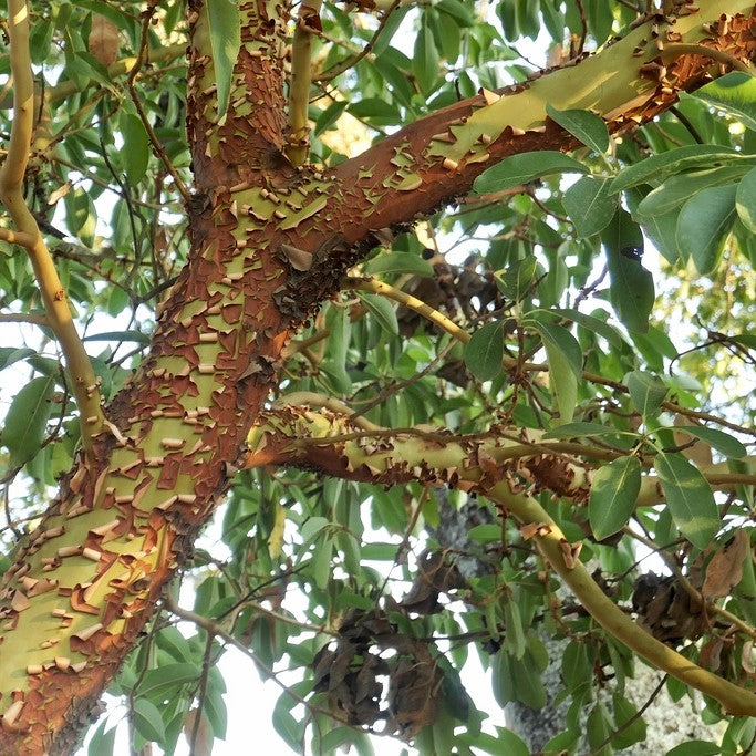 Attractive red peeling bark of mature pacific madrone tree (Arbutus menziesii). One of approximately 200 species of Pacific Northwest native plants available at Sparrowhawk Native Plants, Native Plant Nursery in Portland, Oregon.