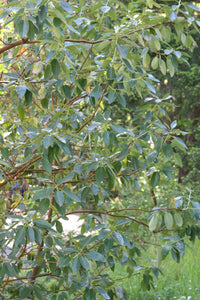 Leaves and branches of a pacific madrone tree (Arbutus menziesii). One of approximately 200 species of Pacific Northwest native plants available at Sparrowhawk Native Plants, Native Plant Nursery in Portland, Oregon.