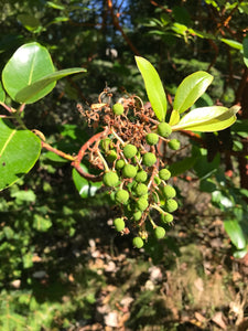 Early green fruits of pacific madrone tree (Arbutus menziesii). One of approximately 200 species of Pacific Northwest native plants available at Sparrowhawk Native Plants, Native Plant Nursery in Portland, Oregon.