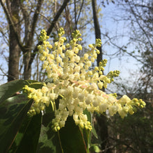 Load image into Gallery viewer, Creamy white urn-shaped flowers of the pacific madrone tree (Arbutus menziesii). One of approximately 200 species of Pacific Northwest native plants available at Sparrowhawk Native Plants, Native Plant Nursery in Portland, Oregon.