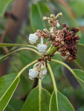 Load image into Gallery viewer, Super close up of the white urn-shaped flowers of the pacific madrone tree (Arbutus menziesii). One of approximately 200 species of Pacific Northwest native plants available at Sparrowhawk Native Plants, Native Plant Nursery in Portland, Oregon.