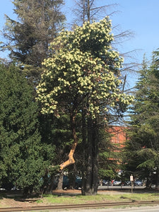 Mature pacific madrone tree (Arbutus menziesii) in full flower, in the urban environment. One of approximately 200 species of Pacific Northwest native plants available at Sparrowhawk Native Plants, Native Plant Nursery in Portland, Oregon.