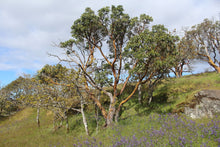 Load image into Gallery viewer, Mature pacific madrone tree (Arbutus menziesii) in a savanna habitat. One of approximately 200 species of Pacific Northwest native plants available at Sparrowhawk Native Plants, Native Plant Nursery in Portland, Oregon.