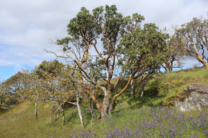 Mature pacific madrone tree (Arbutus menziesii) in a savanna habitat. One of approximately 200 species of Pacific Northwest native plants available at Sparrowhawk Native Plants, Native Plant Nursery in Portland, Oregon.