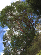 Load image into Gallery viewer, Mature pacific madrone tree (Arbutus menziesii). One of approximately 200 species of Pacific Northwest native plants available at Sparrowhawk Native Plants, Native Plant Nursery in Portland, Oregon.