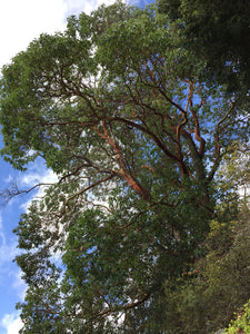 Mature pacific madrone tree (Arbutus menziesii). One of approximately 200 species of Pacific Northwest native plants available at Sparrowhawk Native Plants, Native Plant Nursery in Portland, Oregon.