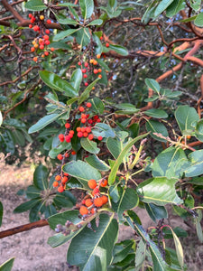 Bright red fruits of a pacific madrone tree (Arbutus menziesii). One of approximately 200 species of Pacific Northwest native plants available at Sparrowhawk Native Plants, Native Plant Nursery in Portland, Oregon.