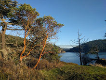 Load image into Gallery viewer, Mature pacific madrone tree (Arbutus menziesii) along a river. One of approximately 200 species of Pacific Northwest native plants available at Sparrowhawk Native Plants, Native Plant Nursery in Portland, Oregon.