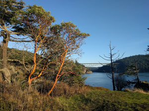 Mature pacific madrone tree (Arbutus menziesii) along a river. One of approximately 200 species of Pacific Northwest native plants available at Sparrowhawk Native Plants, Native Plant Nursery in Portland, Oregon.