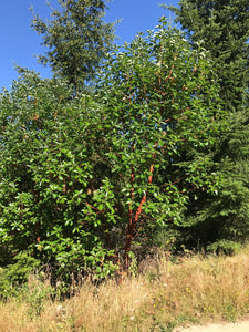 Young pacific madrone tree (Arbutus menziesii). One of approximately 200 species of Pacific Northwest native plants available at Sparrowhawk Native Plants, Native Plant Nursery in Portland, Oregon.