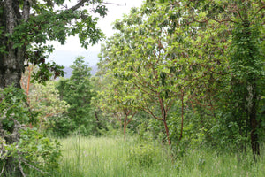 A pair of pacific madrone trees (Arbutus menziesii) in their natural habitat. One of approximately 200 species of Pacific Northwest native plants available at Sparrowhawk Native Plants, Native Plant Nursery in Portland, Oregon.