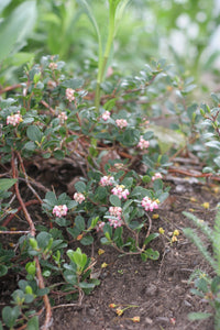 A pink flowering ground cover of kinnikinnick (Arctostaphylos uva-ursi) in the habitat garden. Another stunning Pacific Northwest native plant available at Sparrowhawk Native Plants Nursery in Portland, Oregon.