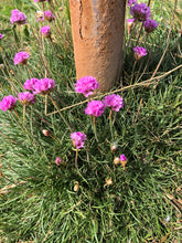 Load image into Gallery viewer, Bright pink cheerful flowers of thrift seapink (Armeria maritima) planted around a garden post. One of 150+ species of Pacific Northwest native plants available at Sparrowhawk Native Plants, Native Plant Nursery in Portland, Oregon.