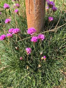 Bright pink cheerful flowers of thrift seapink (Armeria maritima) planted around a garden post. One of 150+ species of Pacific Northwest native plants available at Sparrowhawk Native Plants, Native Plant Nursery in Portland, Oregon.