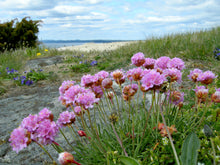 Load image into Gallery viewer, Cheerful pink flowers of thrift seapink (Armeria maritima) in its natural habitat. One of 150+ species of Pacific Northwest native plants available at Sparrowhawk Native Plants, Native Plant Nursery in Portland, Oregon.