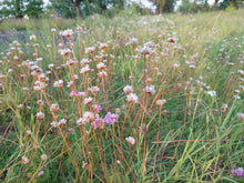 Load image into Gallery viewer, A field full of thrift seapink (Armeria maritima) flowers going to seed. One of 150+ species of Pacific Northwest native plants available at Sparrowhawk Native Plants, Native Plant Nursery in Portland, Oregon.