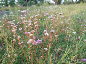 A field full of thrift seapink (Armeria maritima) flowers going to seed. One of 150+ species of Pacific Northwest native plants available at Sparrowhawk Native Plants, Native Plant Nursery in Portland, Oregon.