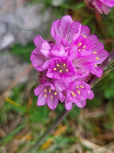 Load image into Gallery viewer, Close up of a bright pink flower cluster of thrift seapink (Armeria maritima). One of 150+ species of Pacific Northwest native plants available at Sparrowhawk Native Plants, Native Plant Nursery in Portland, Oregon.