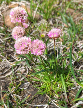 Load image into Gallery viewer, Growth habitat of thrift seapink (Armeria maritima) going to seed. One of 150+ species of Pacific Northwest native plants available at Sparrowhawk Native Plants, Native Plant Nursery in Portland, Oregon.