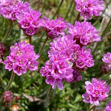 Close up of several cheerful bright pink flower clusters of thrift seapink (Armeria maritima). One of 150+ species of Pacific Northwest native plants available at Sparrowhawk Native Plants, Native Plant Nursery in Portland, Oregon.