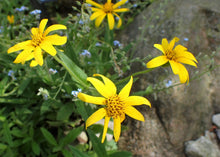 Load image into Gallery viewer, Close up of the bright yellow disk flowers of streambank arnica (Arnica amplexicaulis). One of the 150+ species of Pacific Northwest native plants available through Sparrowhawk Native Plants in Portland Oregon. 