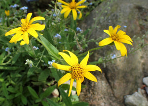 Close up of the bright yellow disk flowers of streambank arnica (Arnica amplexicaulis). One of the 150+ species of Pacific Northwest native plants available through Sparrowhawk Native Plants in Portland Oregon. 