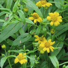 Load image into Gallery viewer, Lance-shaped leaves and bright yellow disk flowers of streambank arnica (Arnica amplexicaulis). One of the 150+ species of Pacific Northwest native plants available through Sparrowhawk Native Plants in Portland Oregon. 